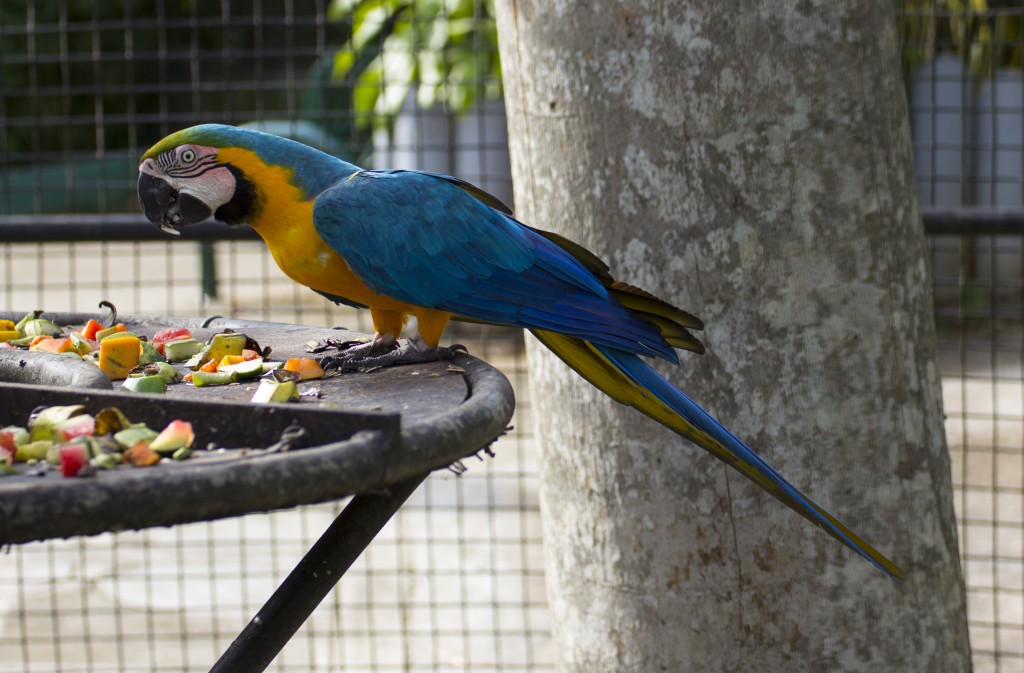 Blue Macaw