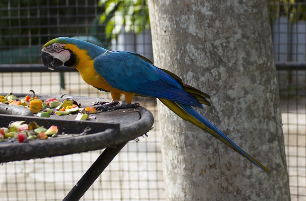 Blue Macaw