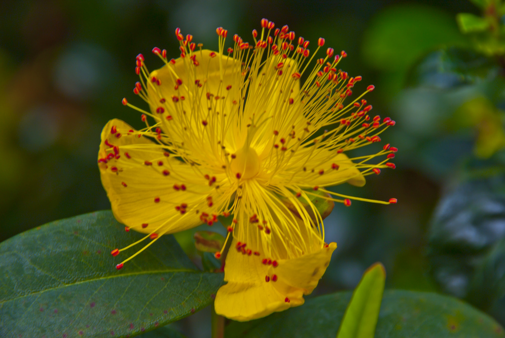 Exotic Yellow