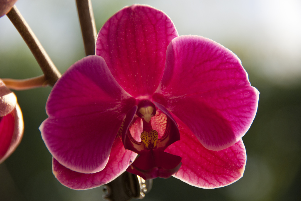 Orchid