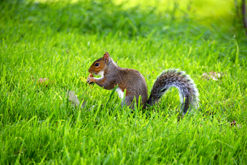 Squirrel Lunch Time