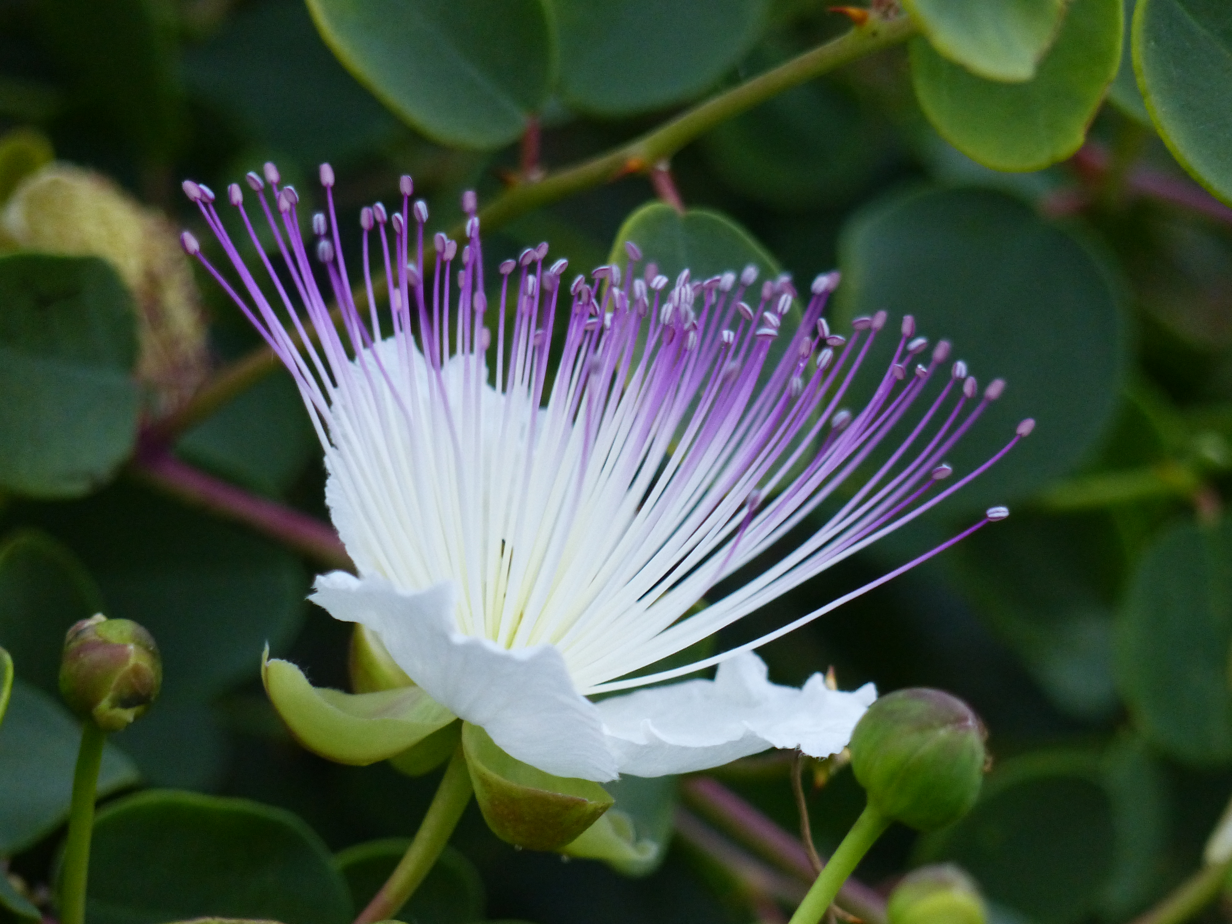 Pretty Flower